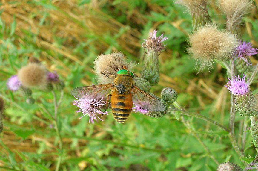 Ilipomia aprica???